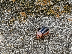 Disonycha leptolineata