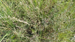 Brickellia eupatorioides corymbulosa