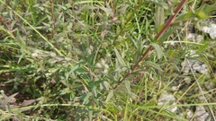 Brickellia eupatorioides corymbulosa