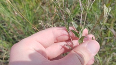 Brickellia eupatorioides corymbulosa