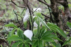 Arisaema murrayi
