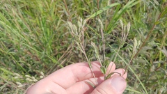 Brickellia eupatorioides corymbulosa