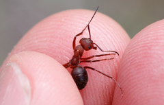 Formica truncorum