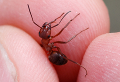 Formica truncorum