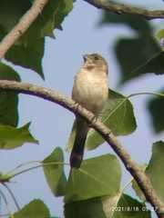 Sporophila torqueola