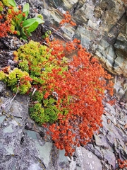 Saxifraga bronchialis funstonii