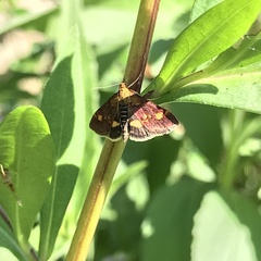 Pyrausta aurata