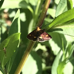 Pyrausta aurata