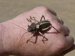 Acanthoproctus cervinus