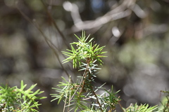 Juniperus deltoides