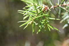 Juniperus deltoides