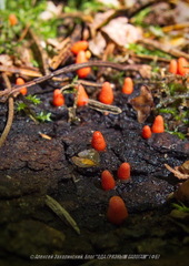 Lycogala conicum