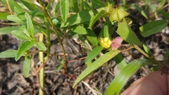 Malvastrum hispidum