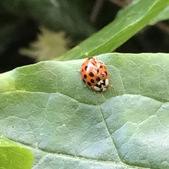 Harmonia axyridis