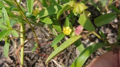 Malvastrum hispidum