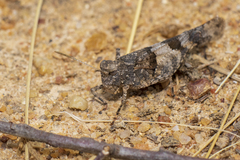 Oedipoda charpentieri