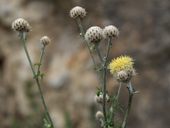 Centaurea salonitana