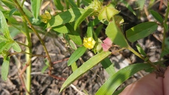 Malvastrum hispidum
