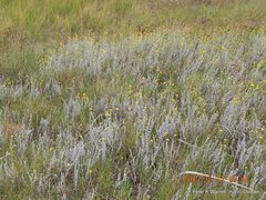 Helichrysum aureonitens