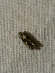 Blastodacna atra