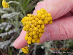 Helichrysum aureonitens