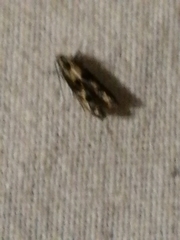 Blastodacna atra