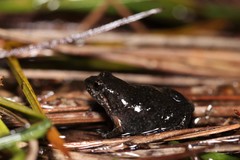 Microbatrachella capensis