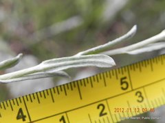 Helichrysum aureonitens