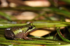Microbatrachella capensis