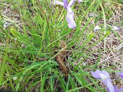 Elgaria multicarinata scincicauda