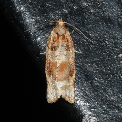 Argyrotaenia