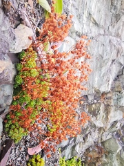 Saxifraga bronchialis funstonii
