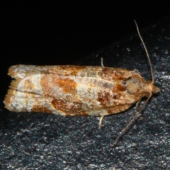 Argyrotaenia