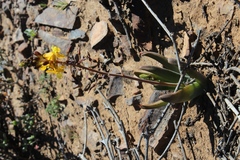 Bulbine succulenta