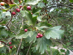 Crataegus dsungarica