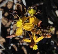 Bulbine succulenta
