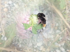 Bombus confusus
