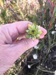 Leucadendron stelligerum