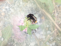Bombus confusus
