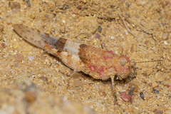 Sphingonotus azurescens