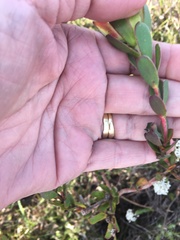 Leucadendron stelligerum