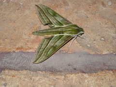 Xylophanes crotonis