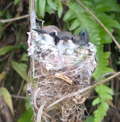 Chlorostilbon gibsoni