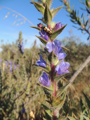 Lobostemon argenteus