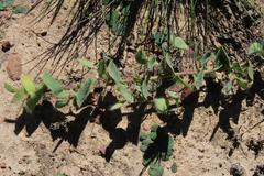 Aspalathus perforata