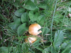 Hygrocybe insipida