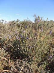 Lobostemon argenteus