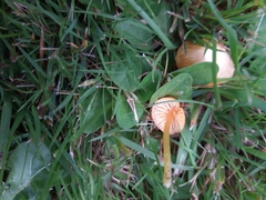 Hygrocybe insipida