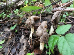 Helvella elastica