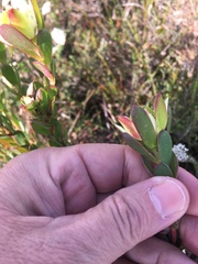 Leucadendron stelligerum